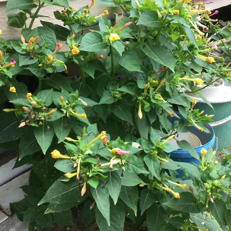 卡利西亚公寓式酒店 公寓式酒店 卢特拉艾季普苏